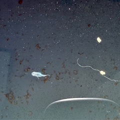 深海ダルマ　若魚から稚魚
10匹の画像