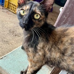 サビちゃんメス