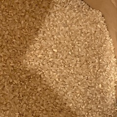 現金取引　新米コシヒカリ30kg玄米の画像