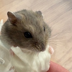 《里親決まりました》ハムスター オス 3匹