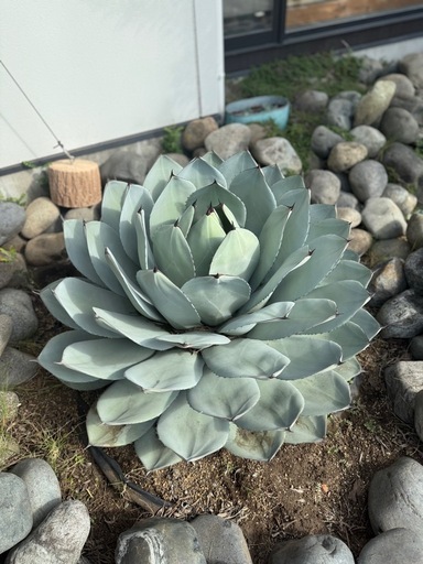 アガベ　パリー　現在100cm位