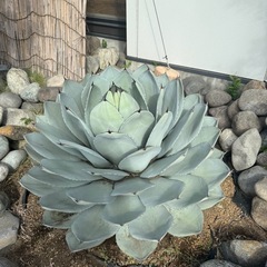 アガベ　パリー　現在100cm位の画像
