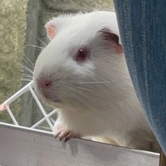 Guinea pigの画像