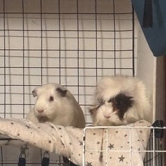 Guinea pigの画像