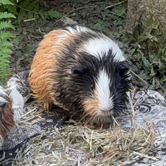 Guinea pigの画像