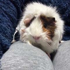 Guinea pigの画像