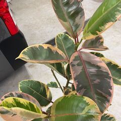 【観葉植物専門】フィカスルビー 状態確認願いますの画像