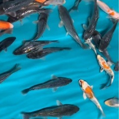 錦鯉　銀鱗　さかな　魚　鑑賞魚の画像