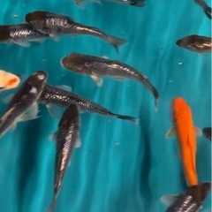 錦鯉　銀鱗　さかな　魚　鑑賞魚の画像