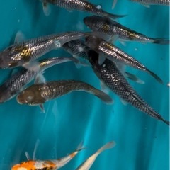 錦鯉　銀鱗　さかな　魚　鑑賞魚の画像