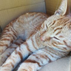 里親さん募集！人懐こい子猫（てんむす）君です