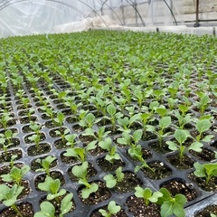 野菜苗くださいの画像