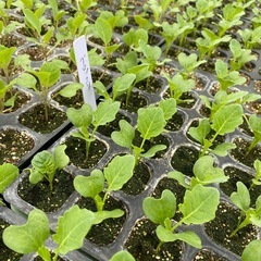 野菜苗くださいの画像