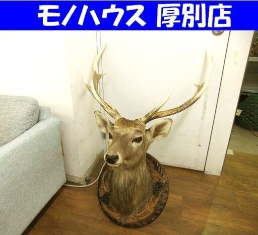 エゾシカ ハンティングトロフィー 角部分長さ 約67cm 中古 オブジェ 鹿 札幌市厚別区 厚別店