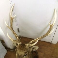 エゾシカ ハンティングトロフィー 角部分長さ 約67cm 中古 オブジェ 鹿 札幌市厚別区 厚別店の画像