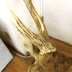 エゾシカ ハンティングトロフィー 角部分長さ 約67cm 中古 オブジェ 鹿 札幌市厚別区 厚別店の画像