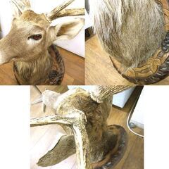 エゾシカ ハンティングトロフィー 角部分長さ 約67cm 中古 オブジェ 鹿 札幌市厚別区 厚別店の画像