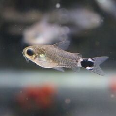 🐟コリドラス ハステータス