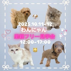 🐶わんにゃん里親フリー見学会🐱の画像