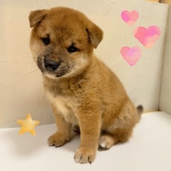 🐶わんにゃん里親フリー見学会🐱 - 町田市