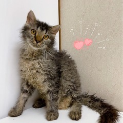 🐶わんにゃん里親フリー見学会🐱 - その他