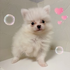 🐶わんにゃん里親フリー見学会🐱 - イベント