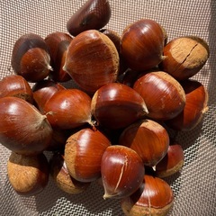 🌰和栗🌰生 500g🌰10月7日収穫の画像