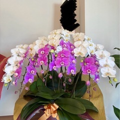 胡蝶蘭
の画像
