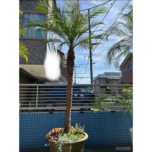 フェニックス・ロベレニー 大型245㌢ ヤシの木 引き取り限定！