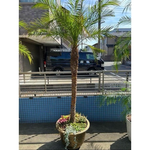 フェニックス・ロベレニー 大型245㌢ ヤシの木 引き取り限定！