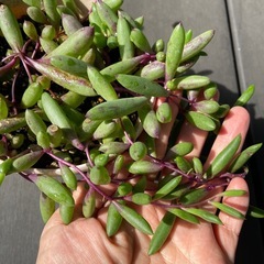 ルビーネックレス？多肉植物　の画像