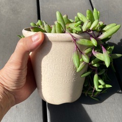 ルビーネックレス？多肉植物　の画像