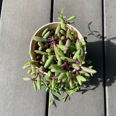 ルビーネックレス？多肉植物　の画像
