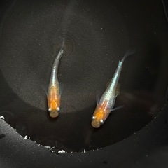 【はやたんメダカ】☆レッドクリフ紅白☆ 針子〜稚魚 10匹セット 超格安販売の画像