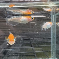 【はやたんメダカ】☆レッドクリフ紅白☆ 針子〜稚魚 10匹セット 超格安販売の画像
