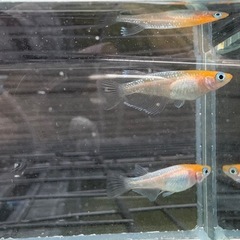 【はやたんメダカ】☆レッドクリフ紅白☆ 針子〜稚魚 10匹セット 超格安販売の画像