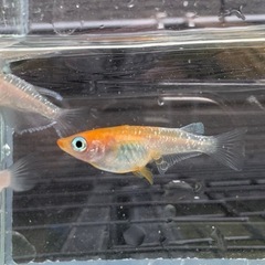 【はやたんメダカ】☆レッドクリフ紅白☆ 針子〜稚魚 10匹セット 超格安販売の画像
