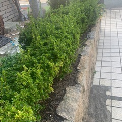 さつき　　植木 の画像