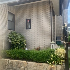 さつき　　植木 の画像