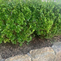 さつき　　植木 の画像