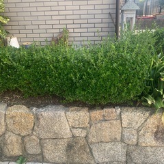 さつき　　植木 の画像