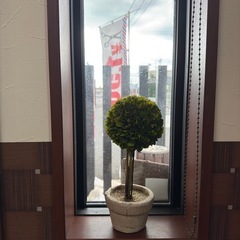 観葉植物 造花の画像