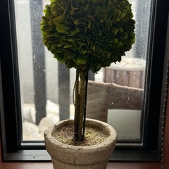 観葉植物 造花の画像