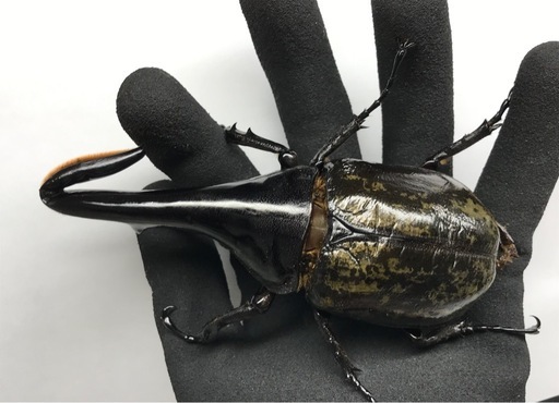 ヘラクレスヘラクレス　新成虫　後食済 ヘラクレスヘラクレス ♂1００㎜ 単品 7月羽化 未後食・未使用 新成虫 －