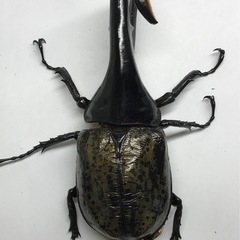 D.Hヘラクレス オス123mm単品 B品の画像