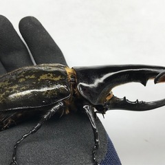 D.Hヘラクレス オス123mm単品 B品の画像