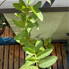 グァバ苗(実生苗)  2年生　の画像