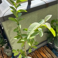 グァバ苗(実生苗)  2年生　の画像