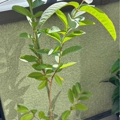 グァバ苗(実生苗)  2年生　の画像
