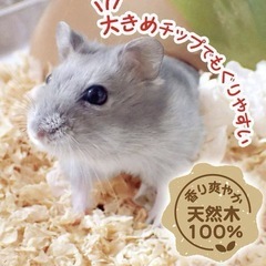 天然木快適やわらかベッド 8L小動物 床材 の画像